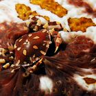 Lissocarcinus orbicularis 