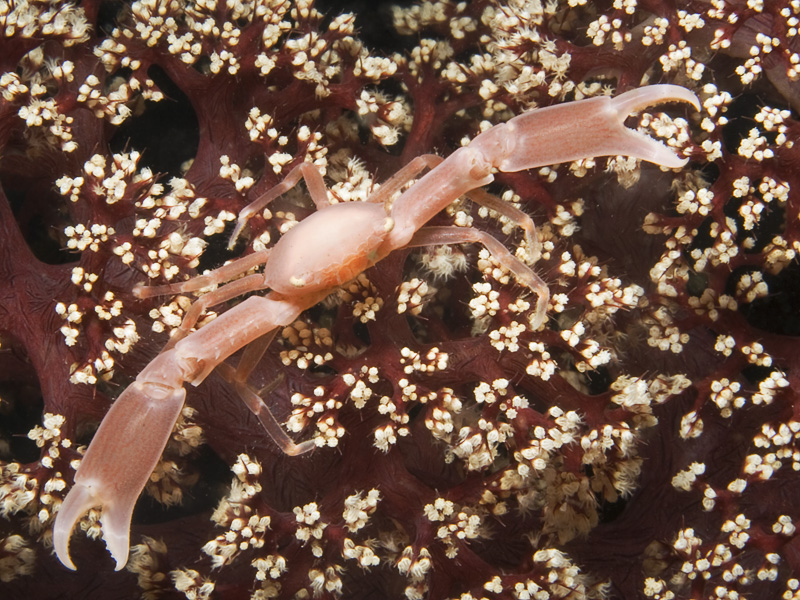 Lissoporcellana sp.