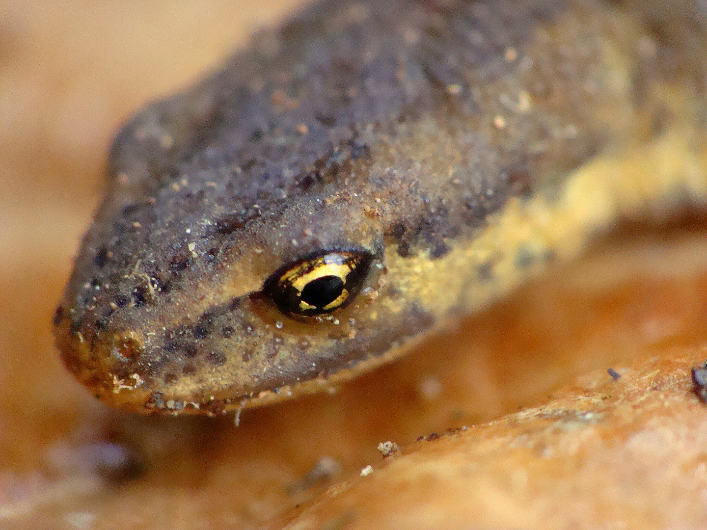 Lissotriton vulgaris