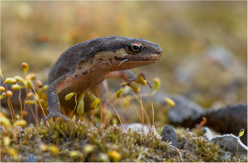 Lissotriton vulgaris | Der Teichmolch