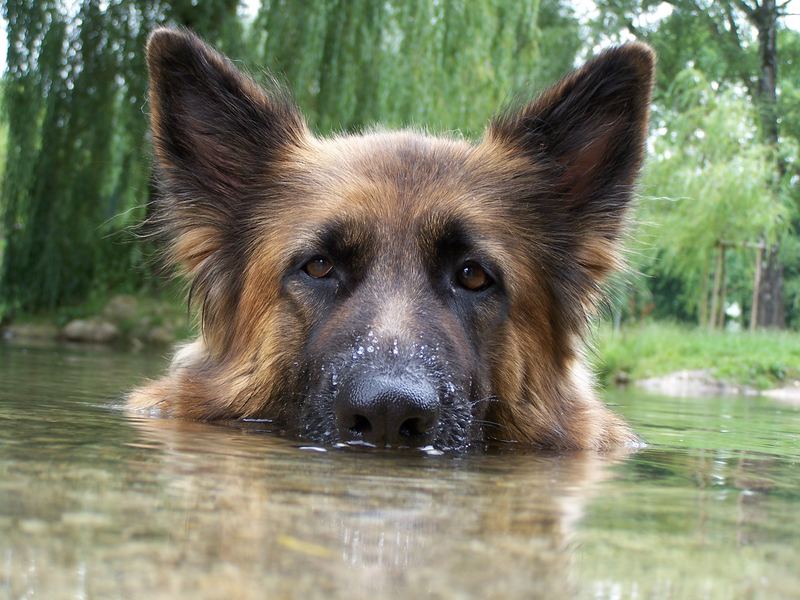 Lissy beim Baden