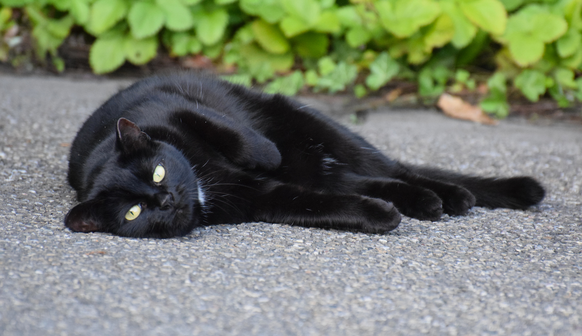 "Lissy", das Nachbarmädchen