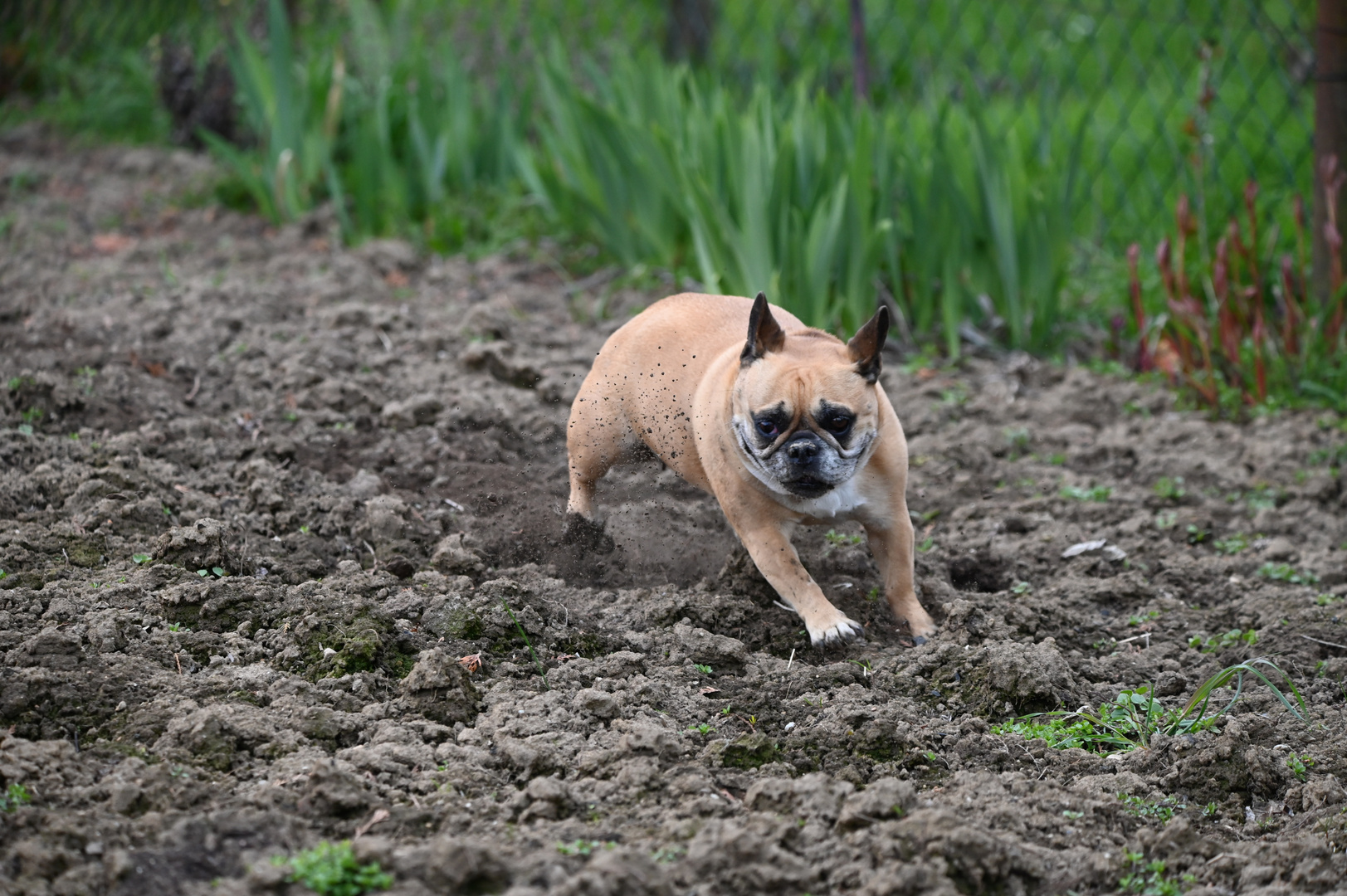 Lissy im Kurvensprint