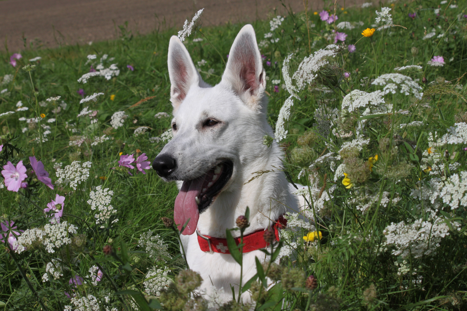 Lissy in the Sun...