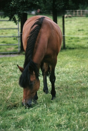 Lissy und ihr Gras