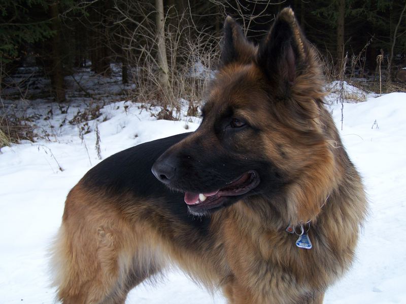 Lissy vom Klopferle        Deutscher Schäferhund  /   German Shepherd Dog