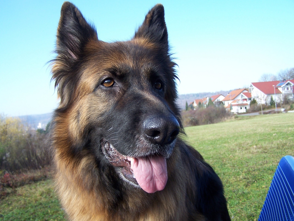 Lissy vom Klopferle         Deutscher Schäferhund   /    German Shepherd Dog