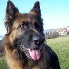 Lissy vom Klopferle         Deutscher Schäferhund   /    German Shepherd Dog