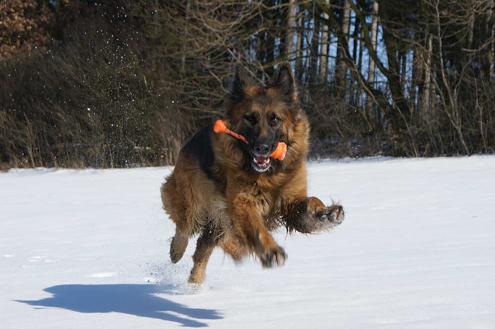 Lissy vom Klopferle         Deutscher Schäferhund   /    German Shepherd Dog