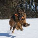 Lissy vom Klopferle         Deutscher Schäferhund   /    German Shepherd Dog