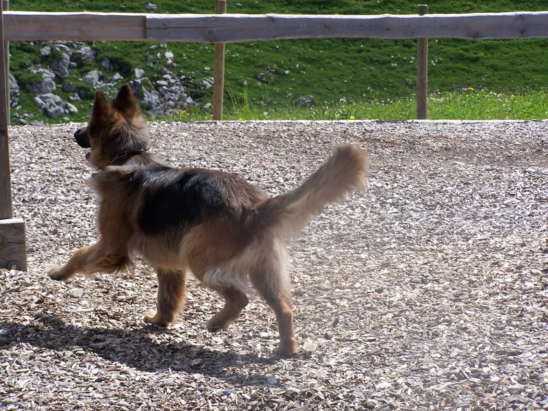 Lissy vom Klopferle         Deutscher Schäferhund   /    German Shepherd Dog