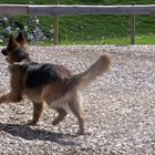 Lissy vom Klopferle         Deutscher Schäferhund   /    German Shepherd Dog