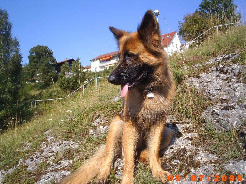 Lissy vom Klopferle         Deutscher Schäferhund   /    German Shepherd Dog