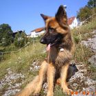 Lissy vom Klopferle         Deutscher Schäferhund   /    German Shepherd Dog