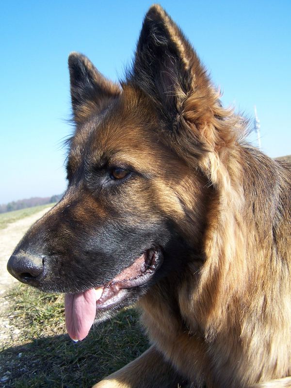 Lissy vom Klopferle         Deutscher Schäferhund   /    German Shepherd Dog