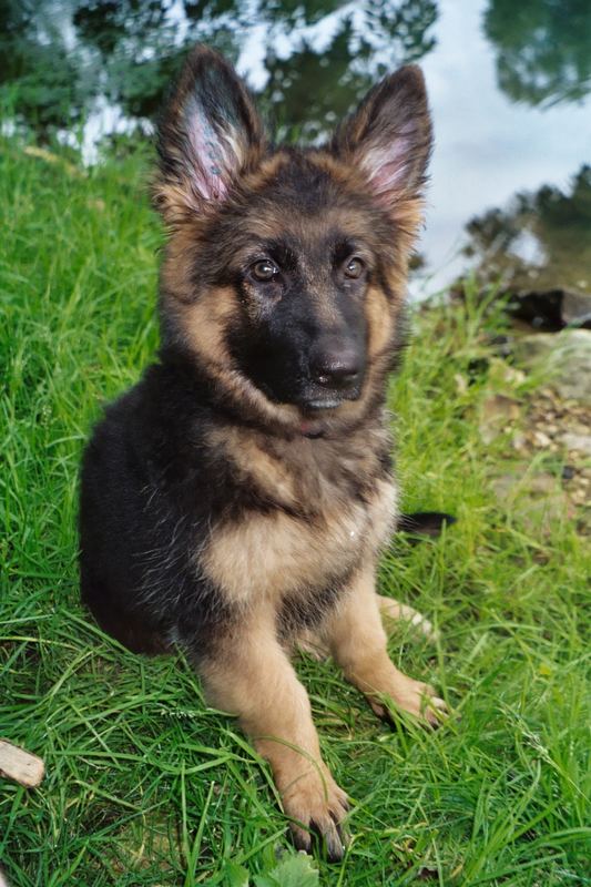 Lissy vom Klopferle            Deutscher Schäferhund   /    German Shepherd Dog