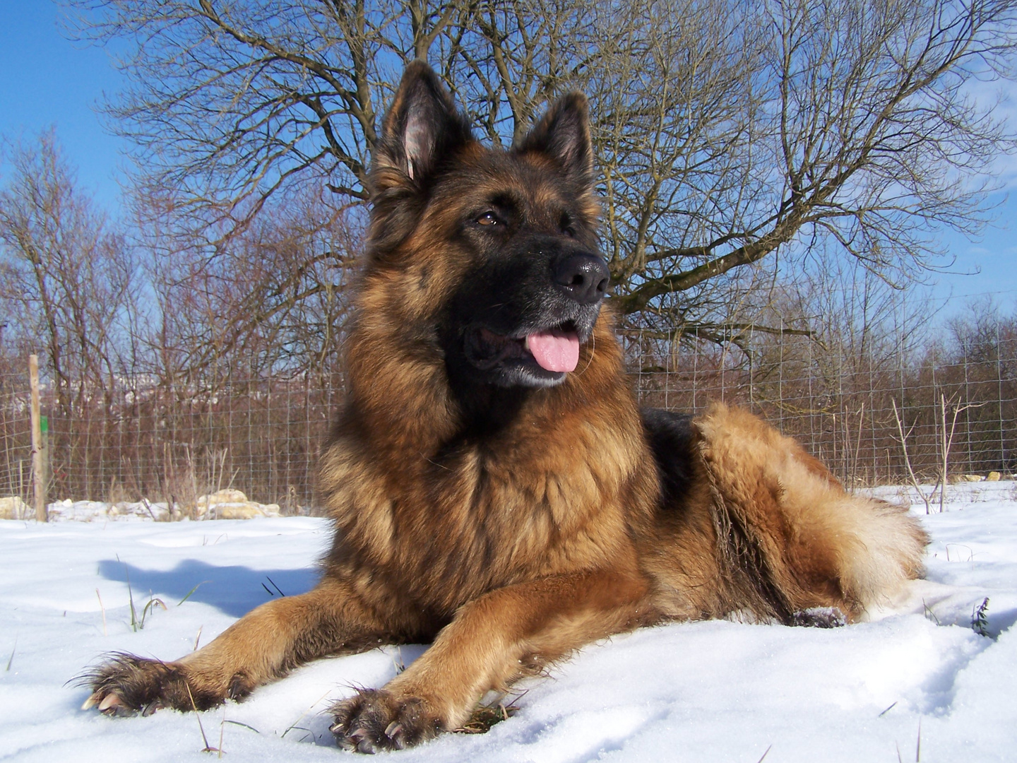 Lissy vom Klopferle                Deutscher Schäferhund German Shepherd Dog