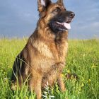 Lissy vom Klopferle         Deutscher Schäferhund   /    German Shepherd Dog