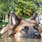 Lissy vom Klopferle         Deutscher Schäferhund   /    German Shepherd Dog