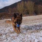 Lissy vom Klopferle         Deutscher Schäferhund   /    German Shepherd Dog