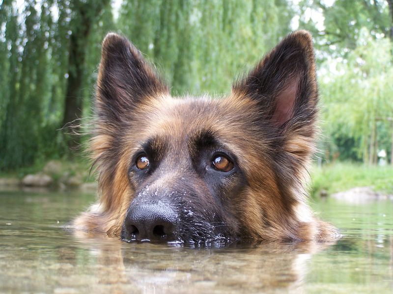 Lissy vom Klopferle         Deutscher Schäferhund   /    German Shepherd Dog