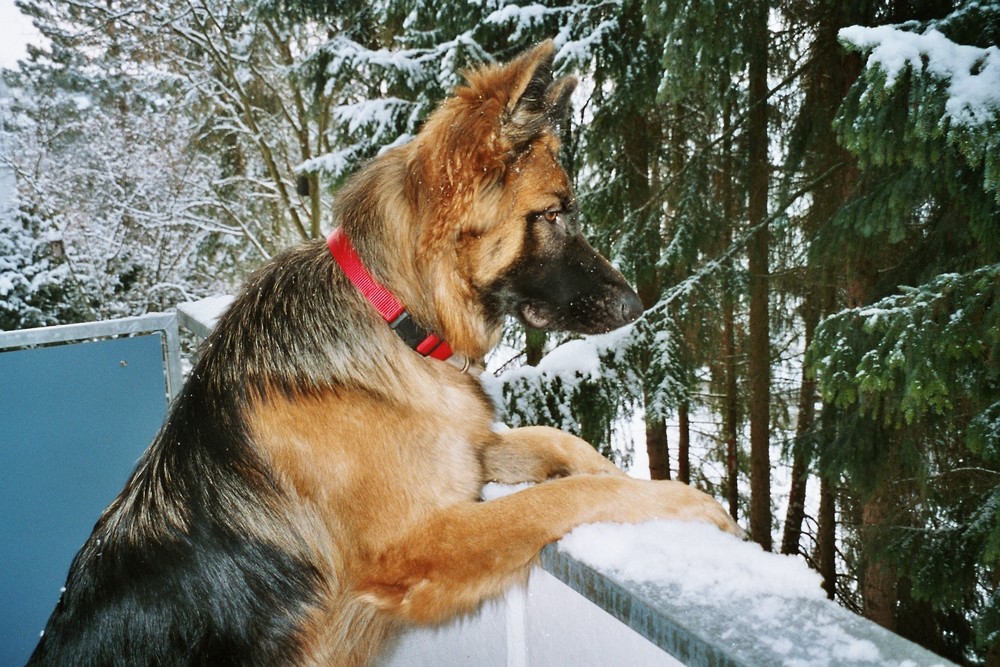 Lissy vom Klopferle         Deutscher Schäferhund   /    German Shepherd Dog