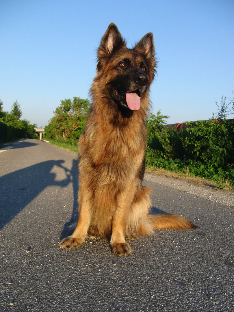 Lissy vom Klopferle           Deutscher Schäferhund German Shepherd Dog