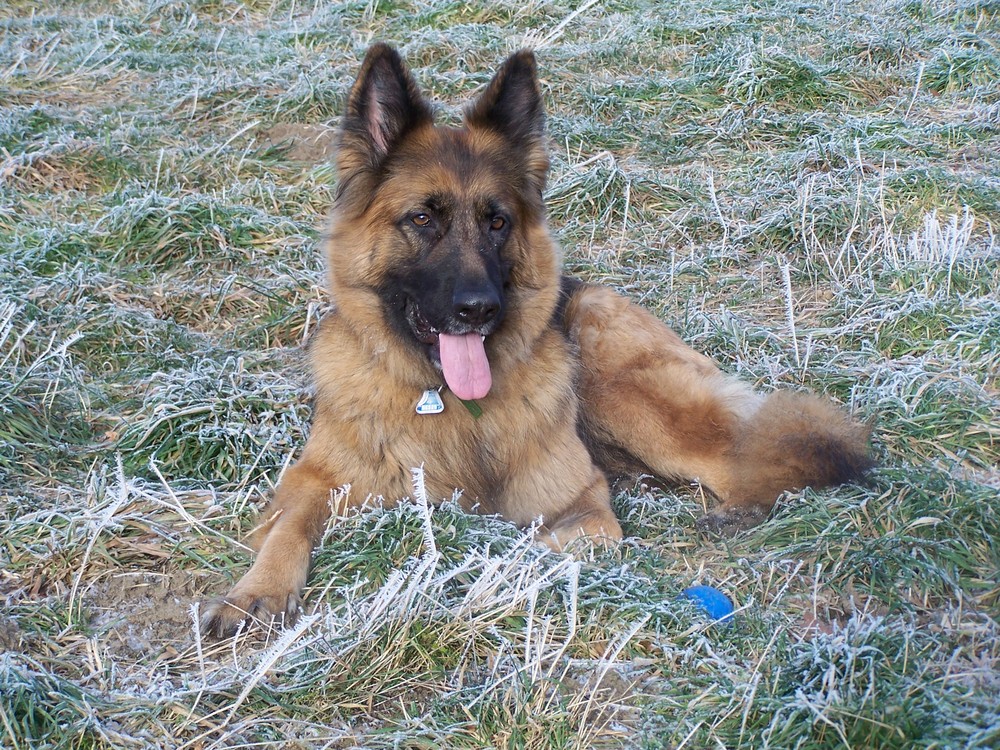 Lissy vom Klopferle         Deutscher Schäferhund   /    German Shepherd Dog