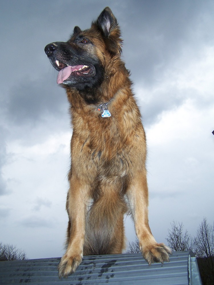 Lissy vom Klopferle         Deutscher Schäferhund   /    German Shepherd Dog