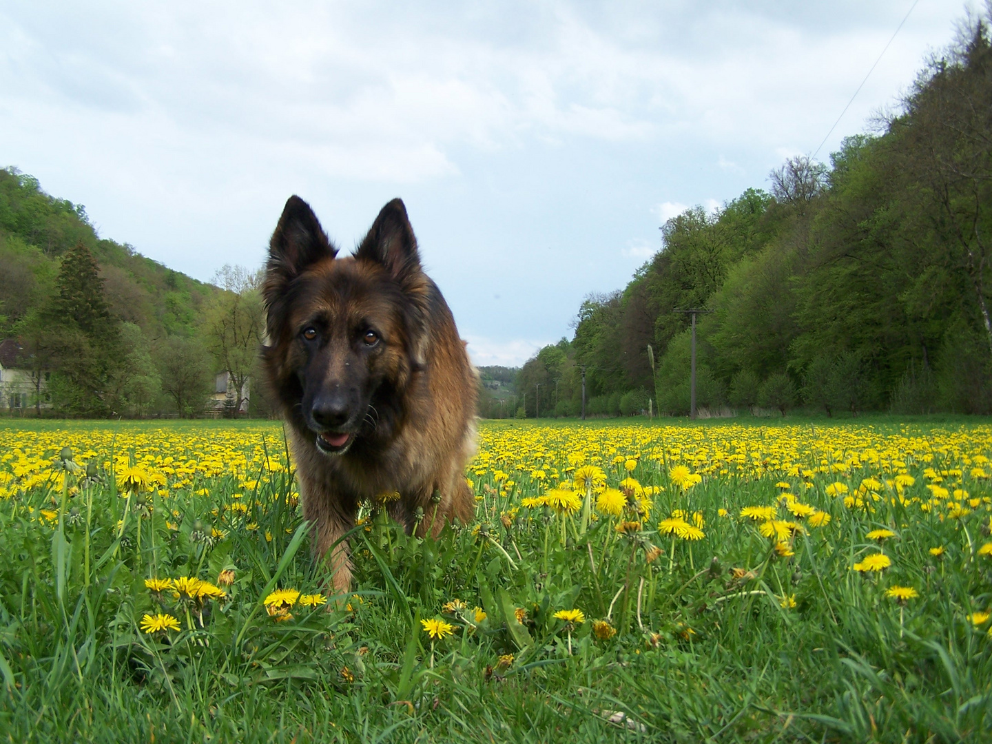 Lissy vom Klopferle         Deutscher Schäferhund   /    German Shepherd Dog