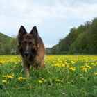 Lissy vom Klopferle         Deutscher Schäferhund   /    German Shepherd Dog
