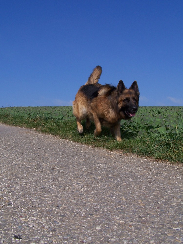 Lissy vom Klopferle         Deutscher Schäferhund   /    German Shepherd Dog