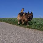 Lissy vom Klopferle         Deutscher Schäferhund   /    German Shepherd Dog