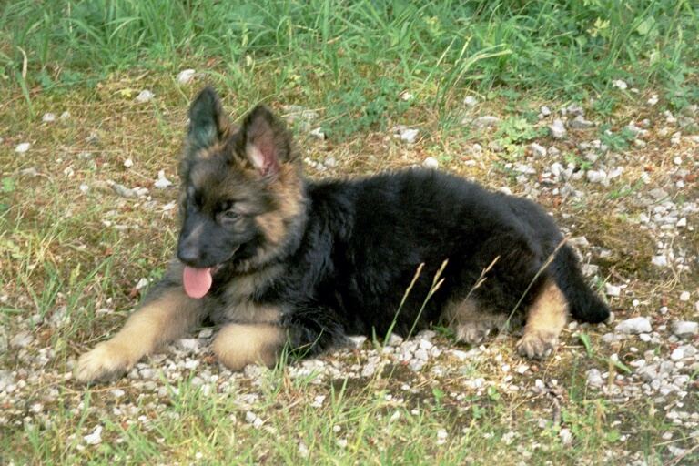 Lissy vom Klopferle         Deutscher Schäferhund   /    German Shepherd Dog