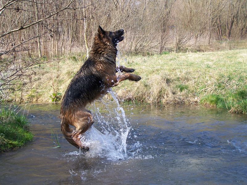 Lissy vom Klopferle         Deutscher Schäferhund   /    German Shepherd Dog