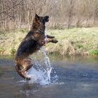 Lissy vom Klopferle         Deutscher Schäferhund   /    German Shepherd Dog