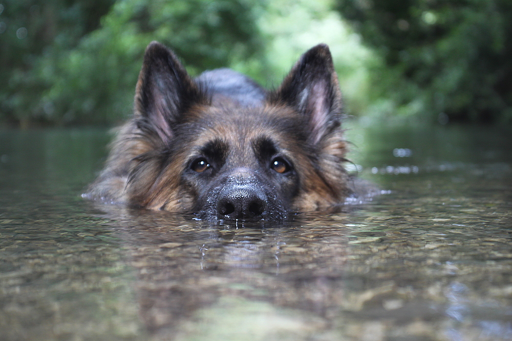 Lissy vom Klopferle           Deutscher Schäferhund German Shepherd Dog