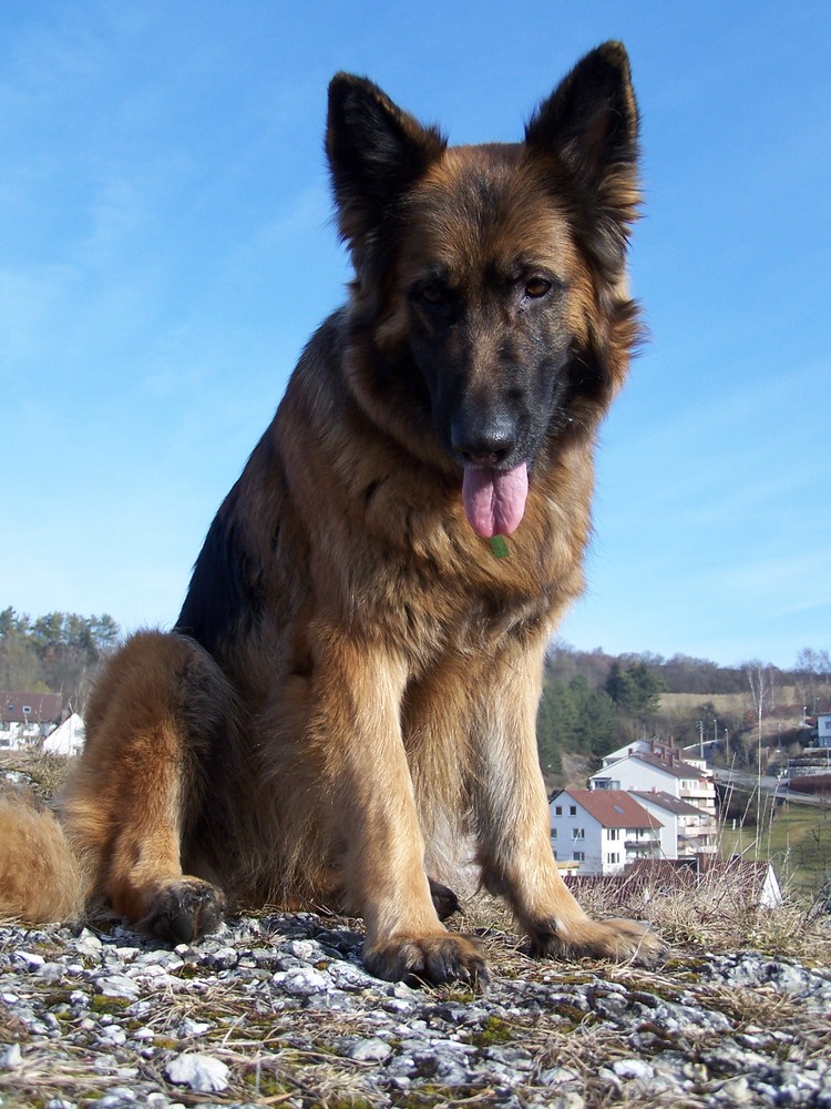 Lissy vom Klopferle         Deutscher Schäferhund   /    German Shepherd Dog