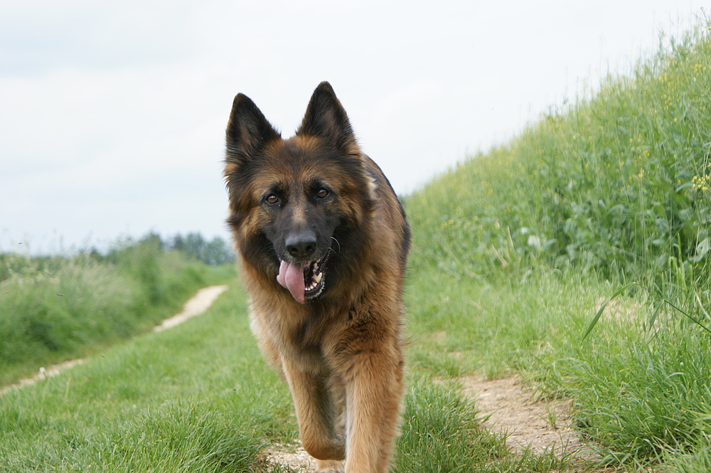 Lissy vom Klopferle ein Deutscher Schäferhund