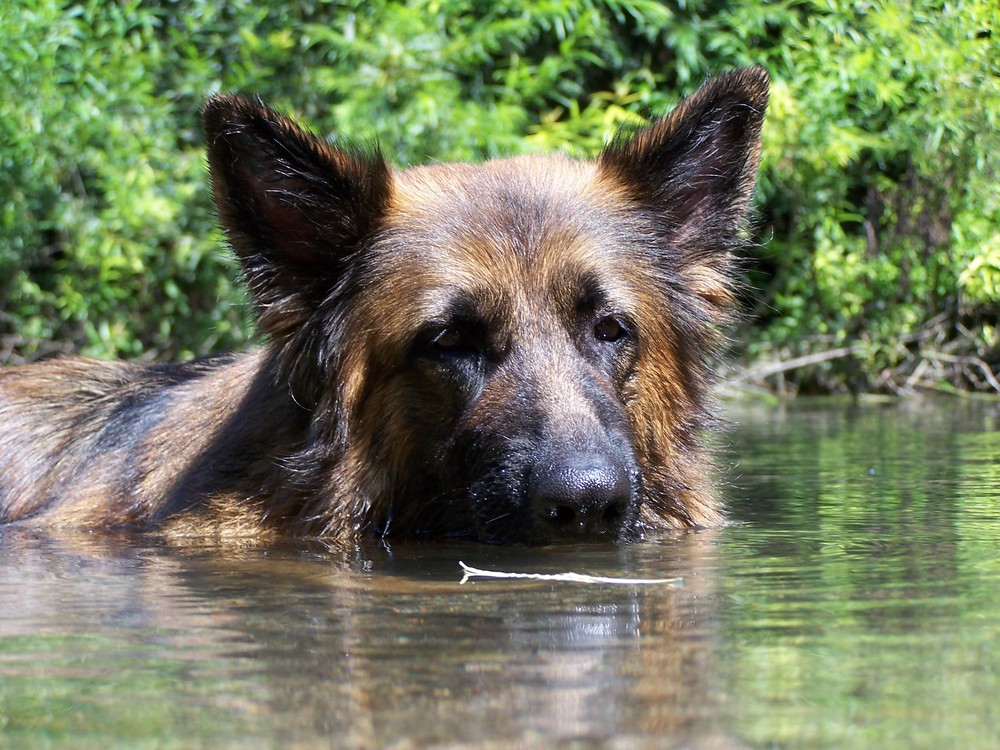 Lissy von Klopferle beim Baden