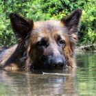 Lissy von Klopferle beim Baden