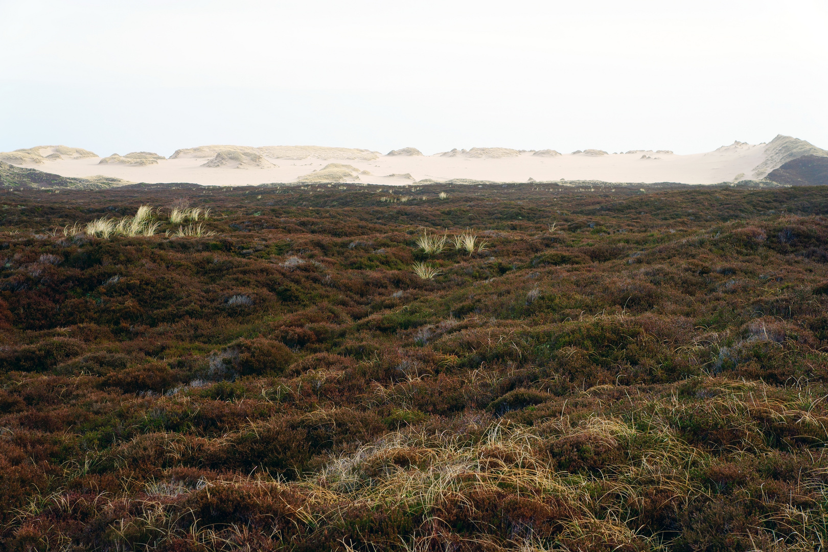 LIST AUF SYLT - DÜNENLANDSCHAFT - FEBRUAR 2015