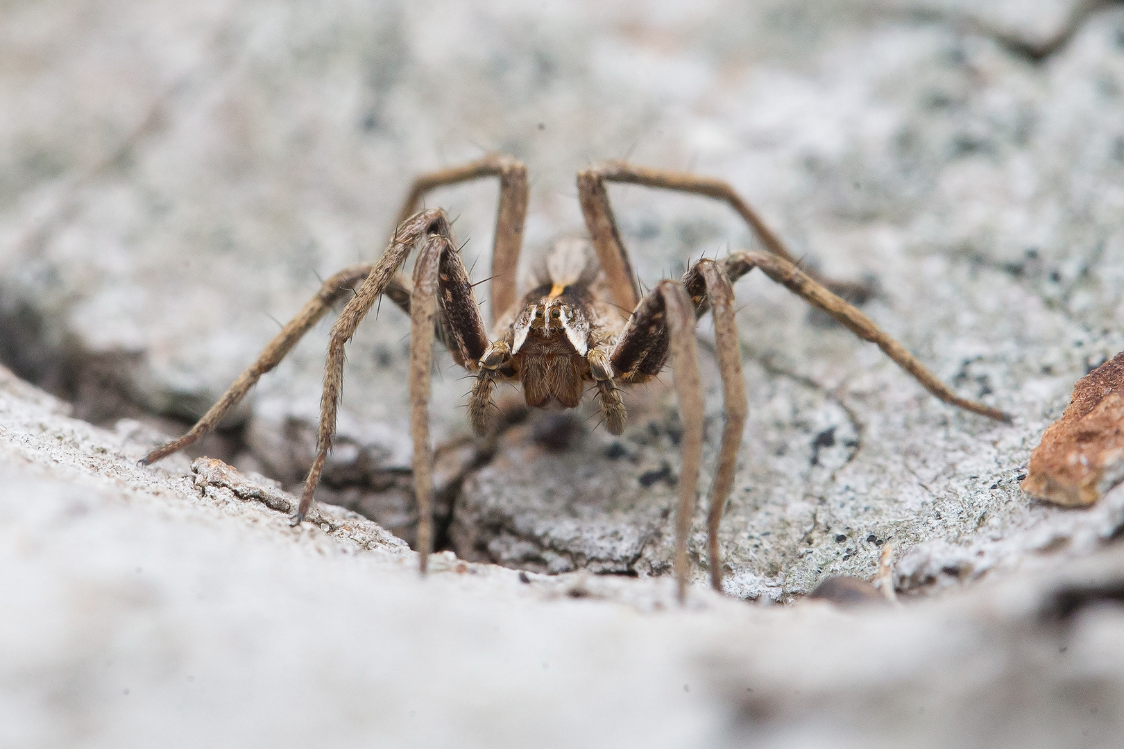 List- oder Raubspinne mit gepflegtem Vollbart ;-)