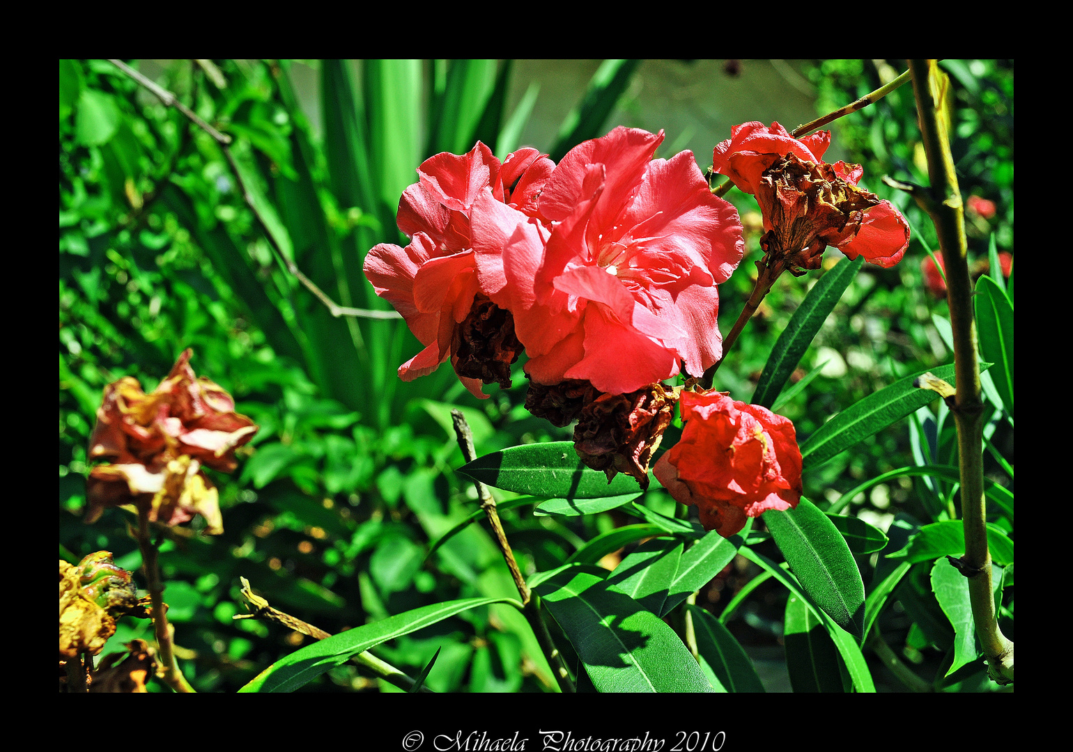 Listen to the music of flowers