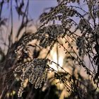 Listening the reed