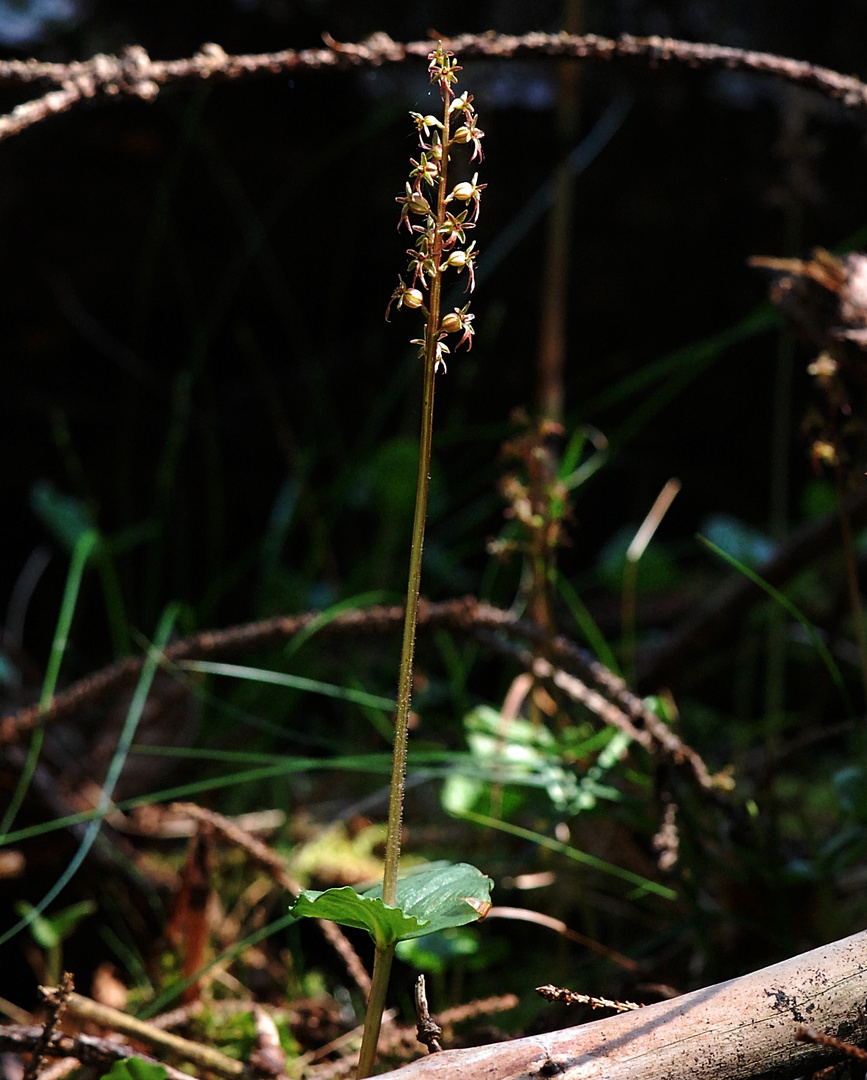 Listera cordata - 28.5.12 - NRW