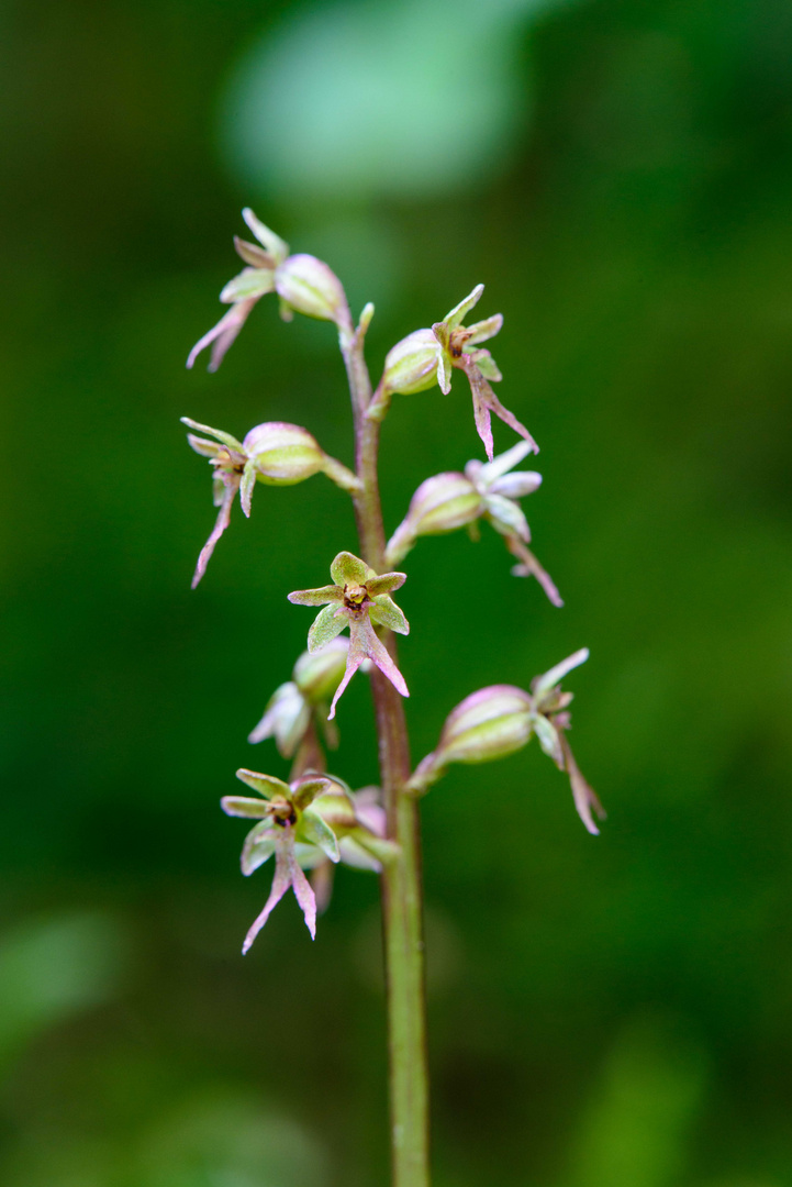 Listera cordata