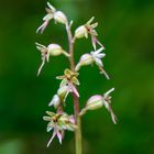 Listera cordata