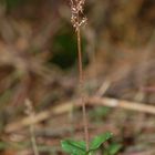 Listera Cordata - ganze Pflanze - NRW/26.5.10