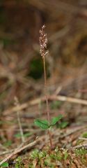 Listera Cordata - ganze Pflanze - NRW/26.5.10